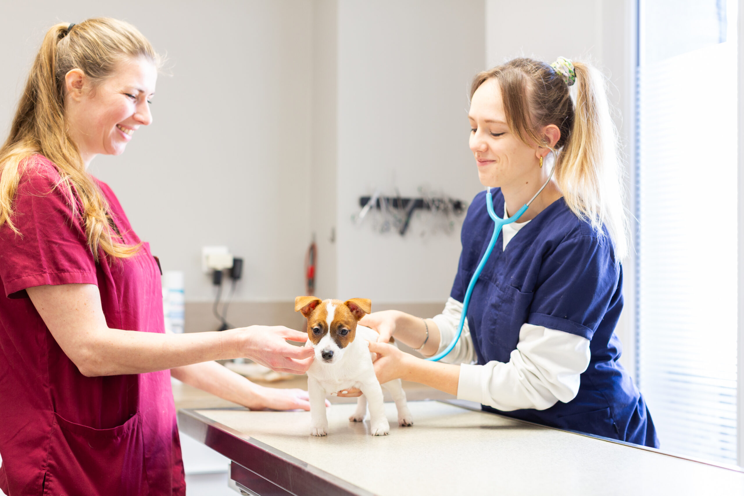 CV Clinique Vétérinaire Vet’Aulnay Mise En Situation 2 0
